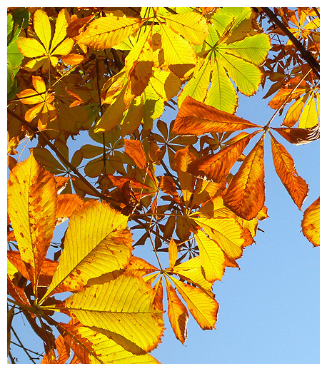 Изображение особи Aesculus hippocastanum.
