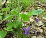 Viola hirta. Цветущее растение. Курская обл., г. Железногорск, лес у дендрария. 8 апреля 2008 г.