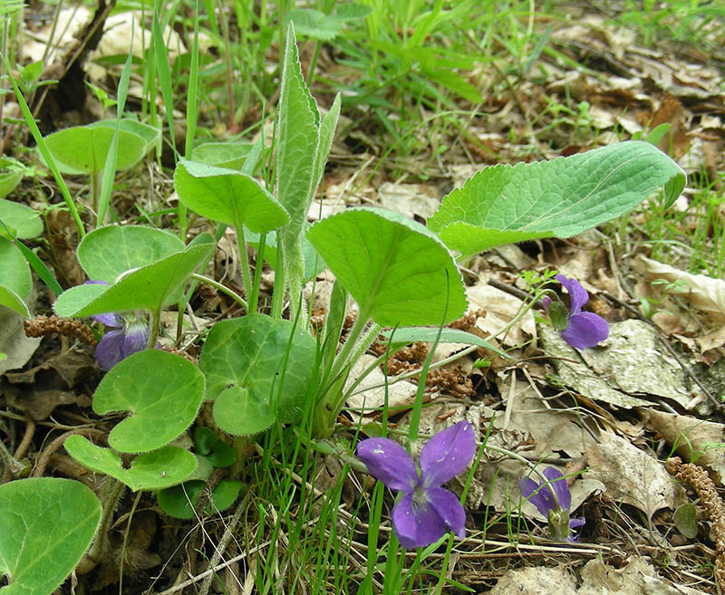 Image of Viola hirta specimen.