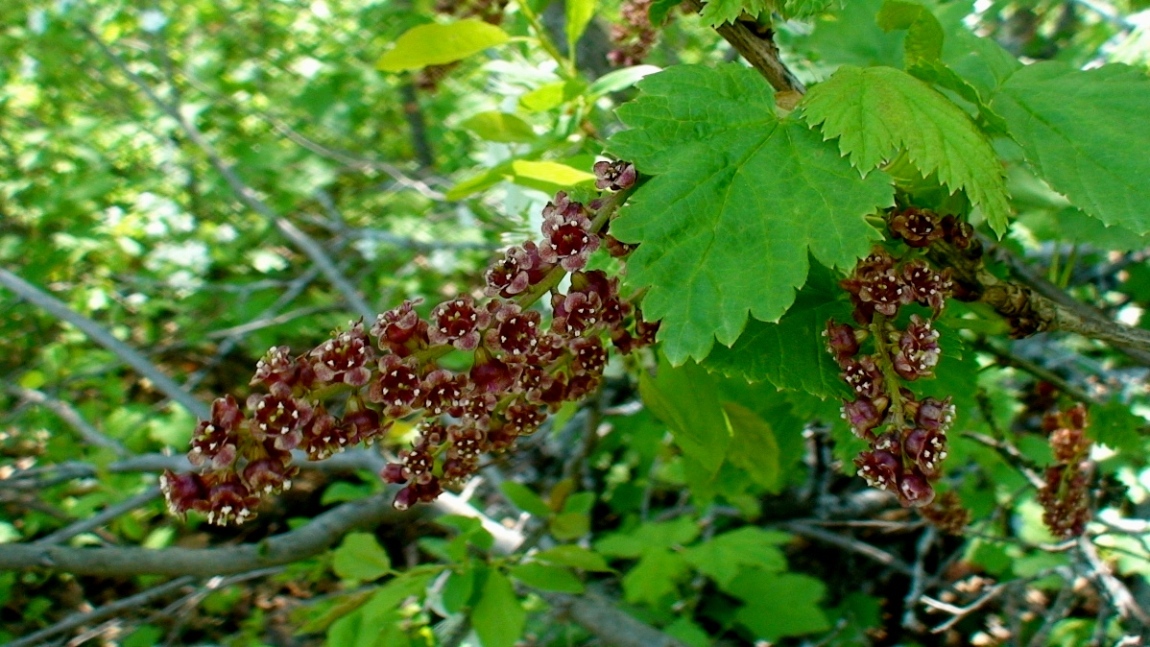 Image of Ribes biebersteinii specimen.