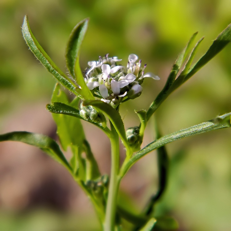 Изображение особи Lepidium sativum.