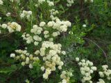 Spiraea hypericifolia. Ветви с соцветиями. Крым, гора Северная Демерджи. 2 июня 2012 г.