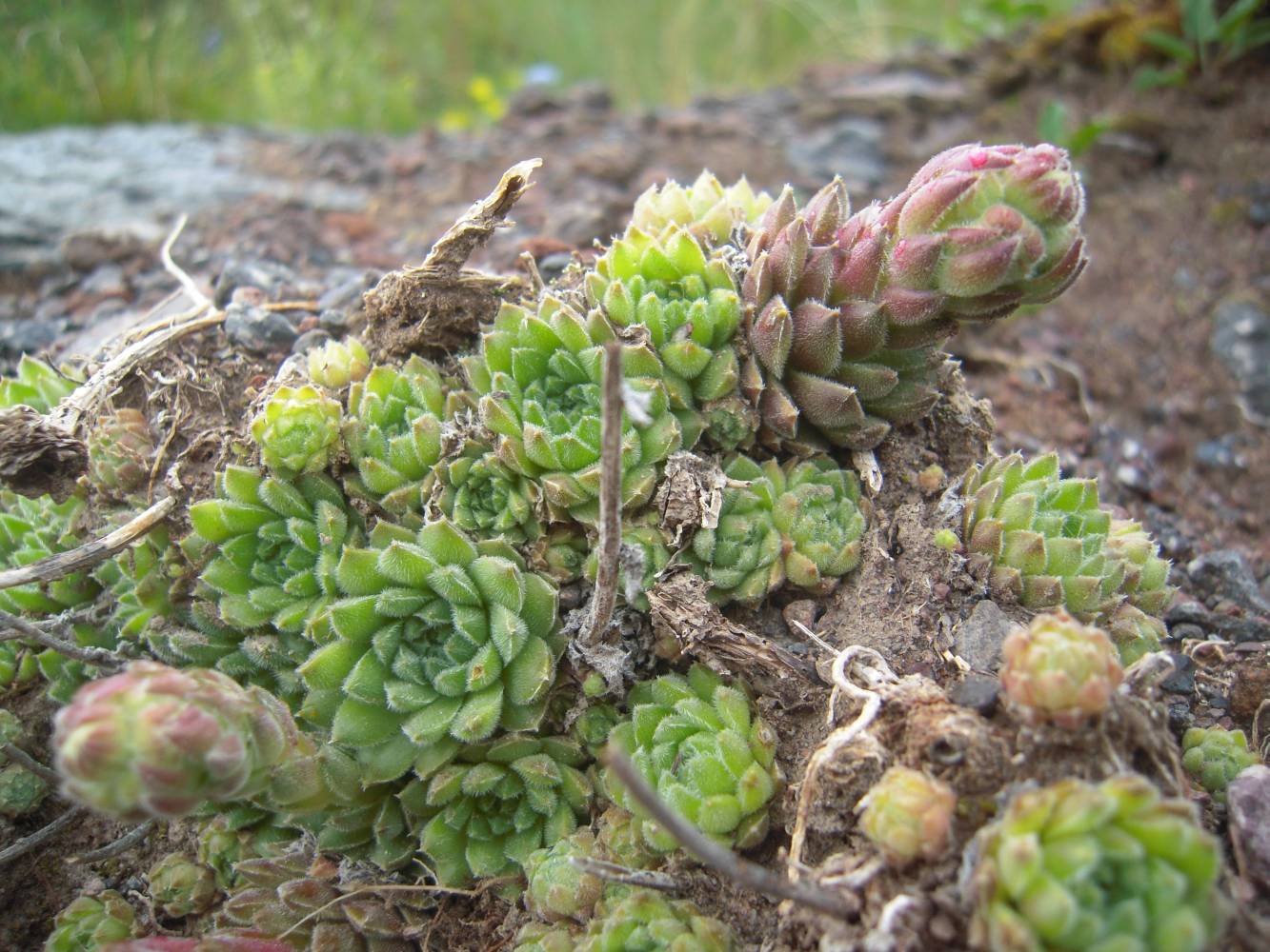 Изображение особи Sempervivum pumilum.