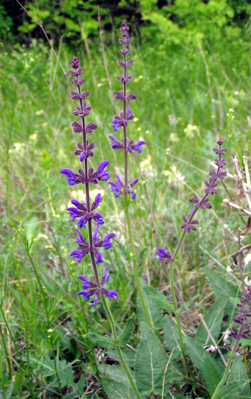 Изображение особи Salvia stepposa.