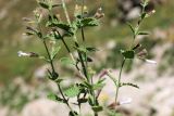 Lophanthus tschimganicus. Часть соцветия. Узбекистан, Ташкентская обл., зап. отроги Чаткальского хр., ур. Чимган, ущ. Катта-Коксай. 17.07.2012.