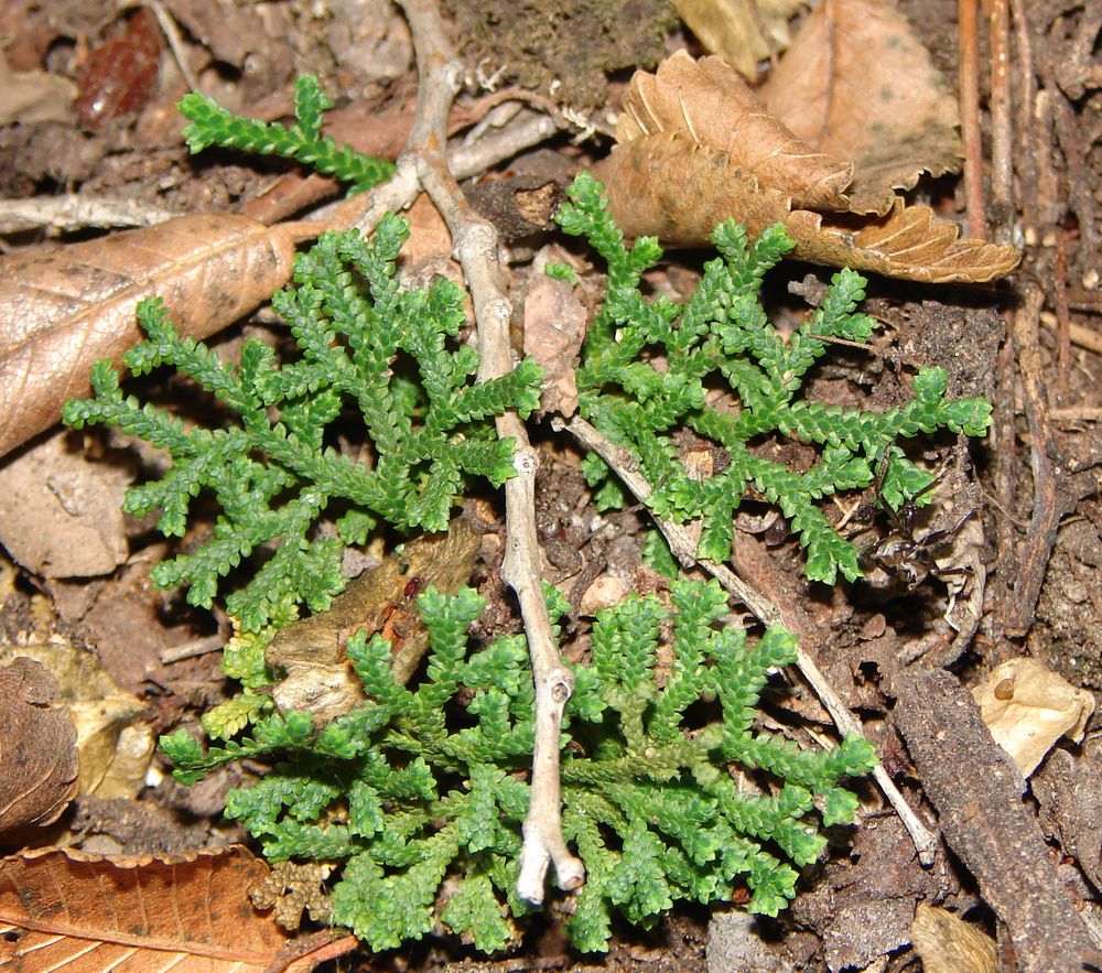 Image of Selaginella borealis specimen.