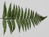 Dryopteris filix-mas. Верхняя часть (верхушка) вайи с адаксиальной стороны. Германия, г. Кемпен, в парке. 10.08.2012.