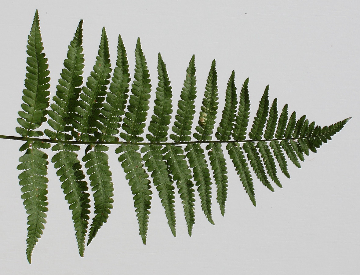 Изображение особи Dryopteris filix-mas.