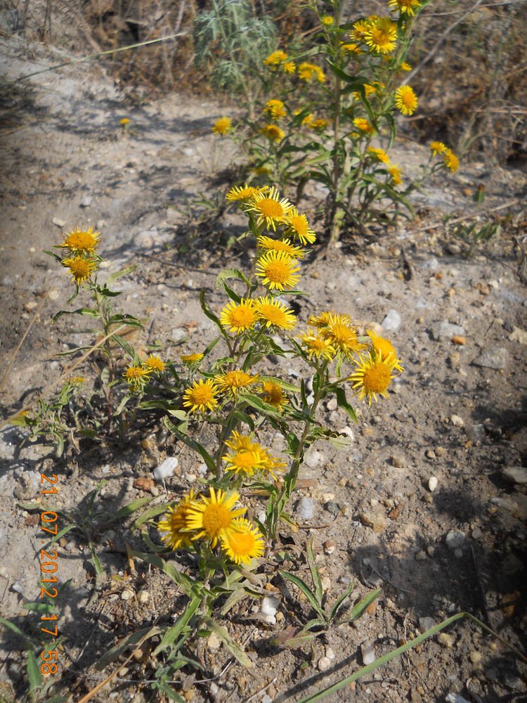 Image of Inula britannica specimen.