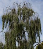 Betula pendula form dalecarlica. Крона взрослого дерева. Германия, г. Krefeld, в ботаническом саду. 31.07.2012.