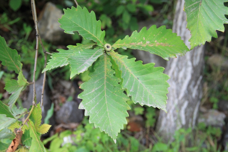 Image of Quercus mongolica specimen.