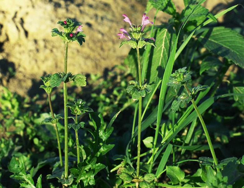 Image of Lamium amplexicaule specimen.