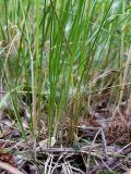 Poa angustifolia. Нижние части растений. Ростов-на-Дону, левый берег р. Дон. 15.05.2012.