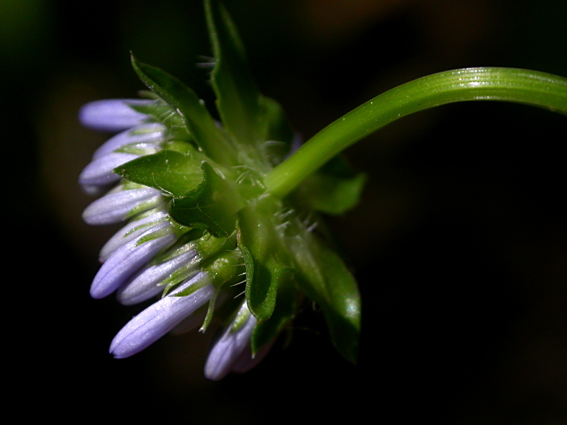 Image of Jasione montana specimen.