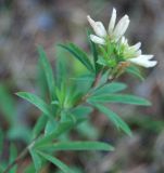 Trifolium spryginii. Верхушка цветущего растения. Башкирия, Белорецкий р-н, окр. с. Кага, на опушке сосняка. 16.07.2008.