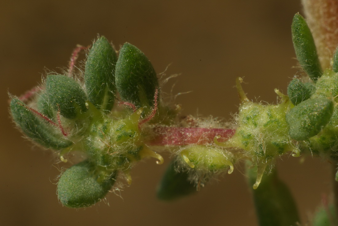 Изображение особи Bassia hyssopifolia.