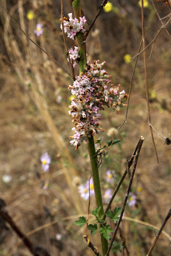 Image of Cuscuta lehmanniana specimen.