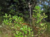 Thymus serpyllum