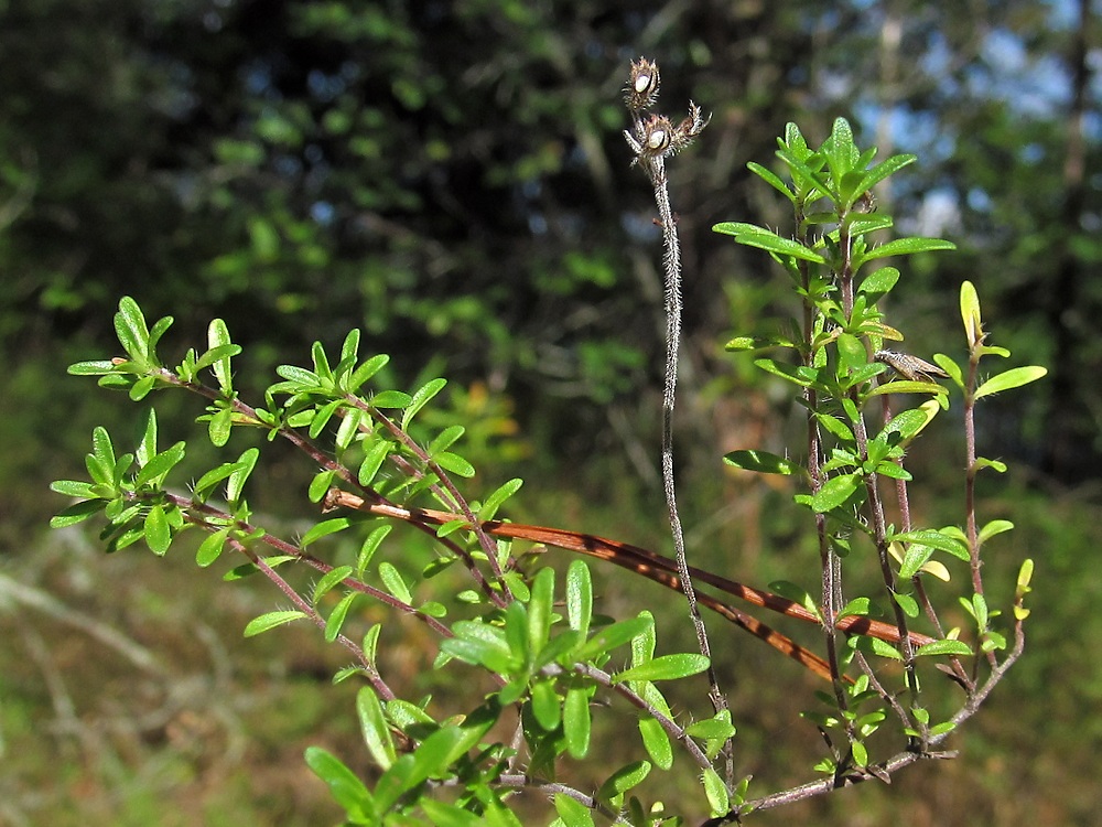 Image of Thymus serpyllum specimen.