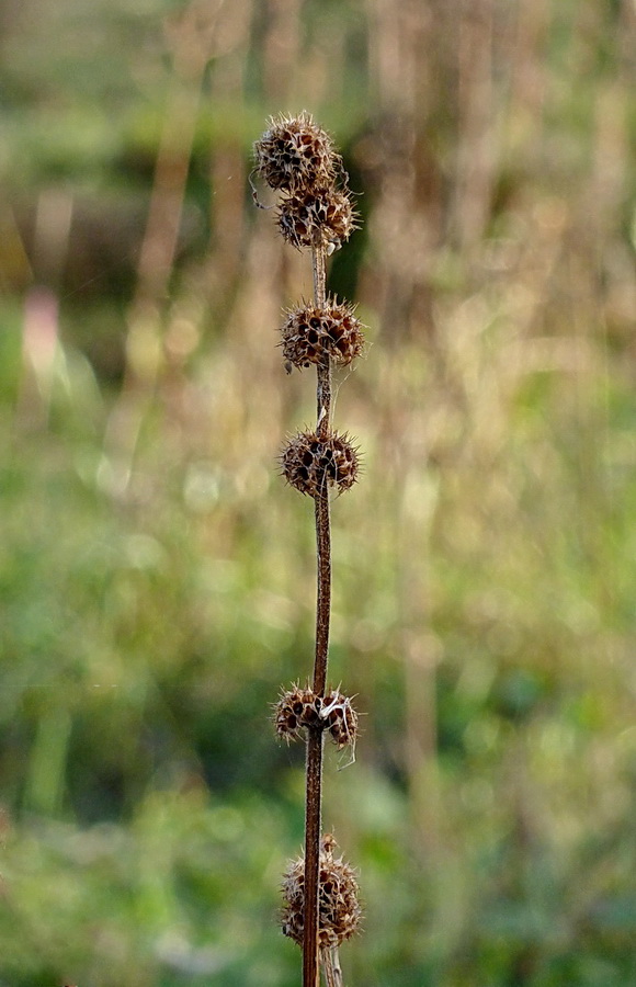 Image of Leonurus quinquelobatus specimen.