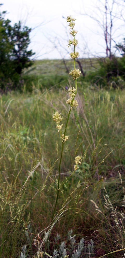 Image of Silene chersonensis specimen.