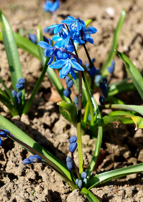 Изображение особи Scilla siberica.