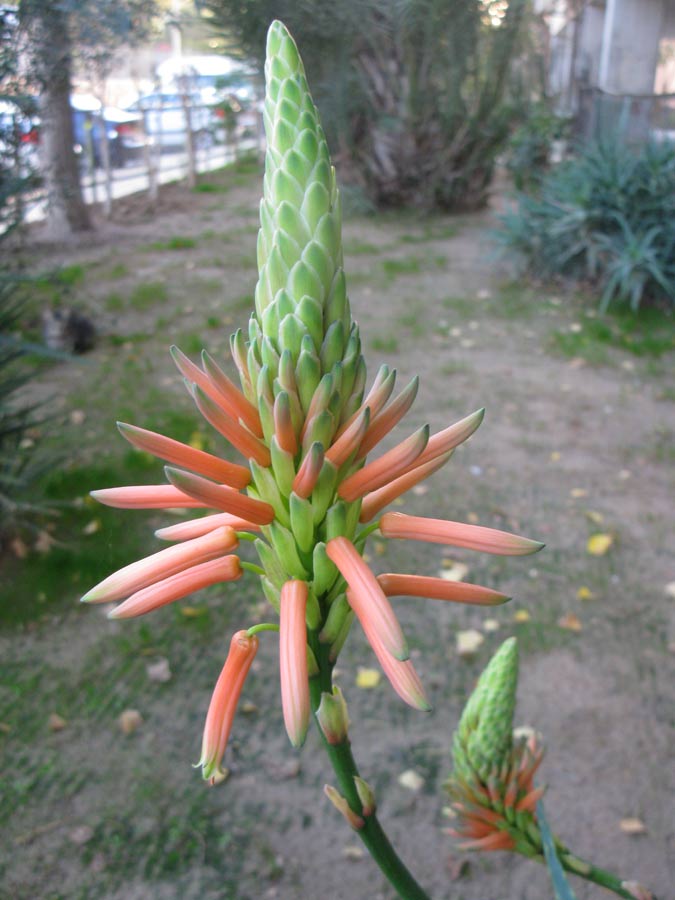 Image of Aloe arborescens specimen.