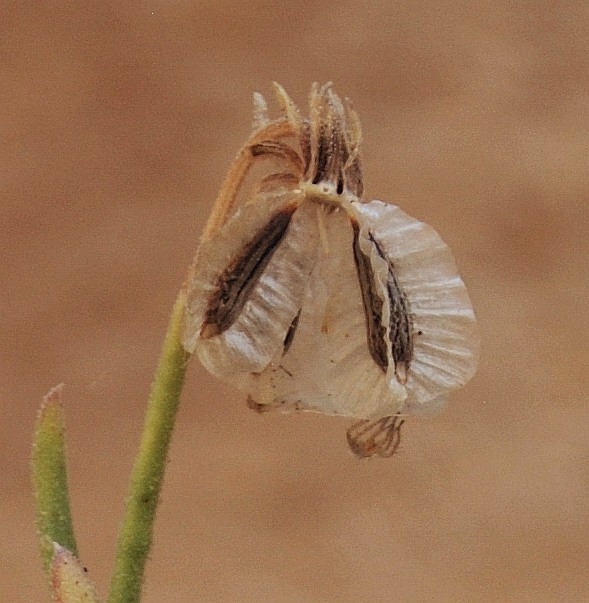 Image of Tripteris vaillantii specimen.