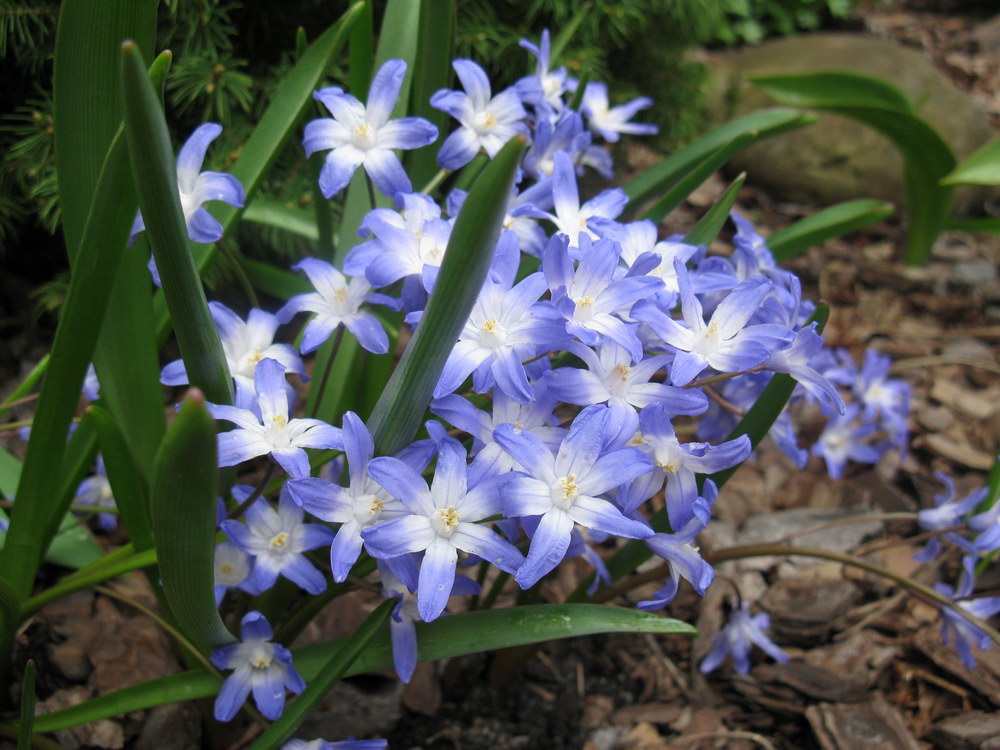 Изображение особи Chionodoxa forbesii.