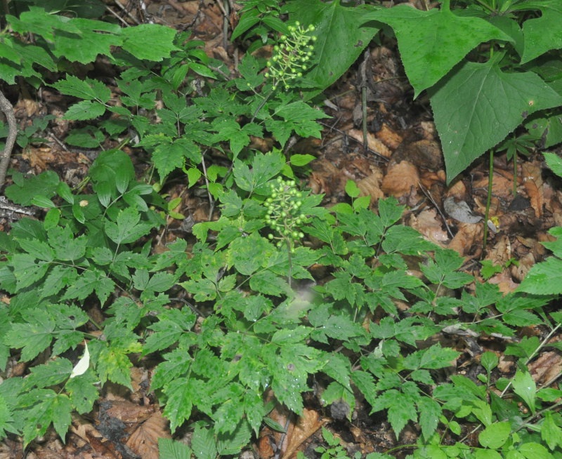 Изображение особи Actaea erythrocarpa.