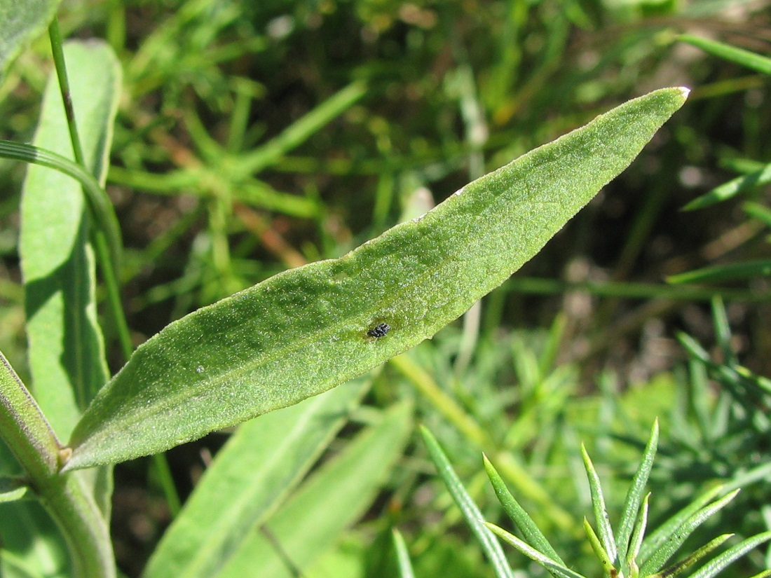 Image of Asyneuma canescens specimen.