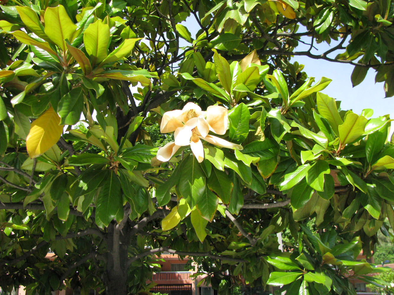 Изображение особи Magnolia grandiflora.