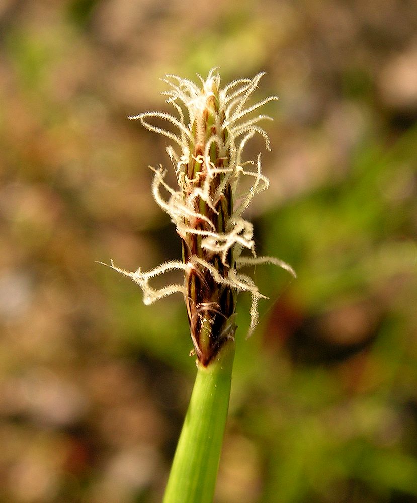 Изображение особи Eleocharis kamtschatica.