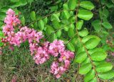 Lagerstroemia indica. Ветка с соцветиями. Хорватия, Истрия, пос. Баньоле, обочина дороги. 03.09.2012.