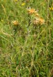 Carlina biebersteinii. Верхушка отцветшего(?) растения. Смоленская обл., Смоленский р-н, окр. Каспли. 31.07.2012.