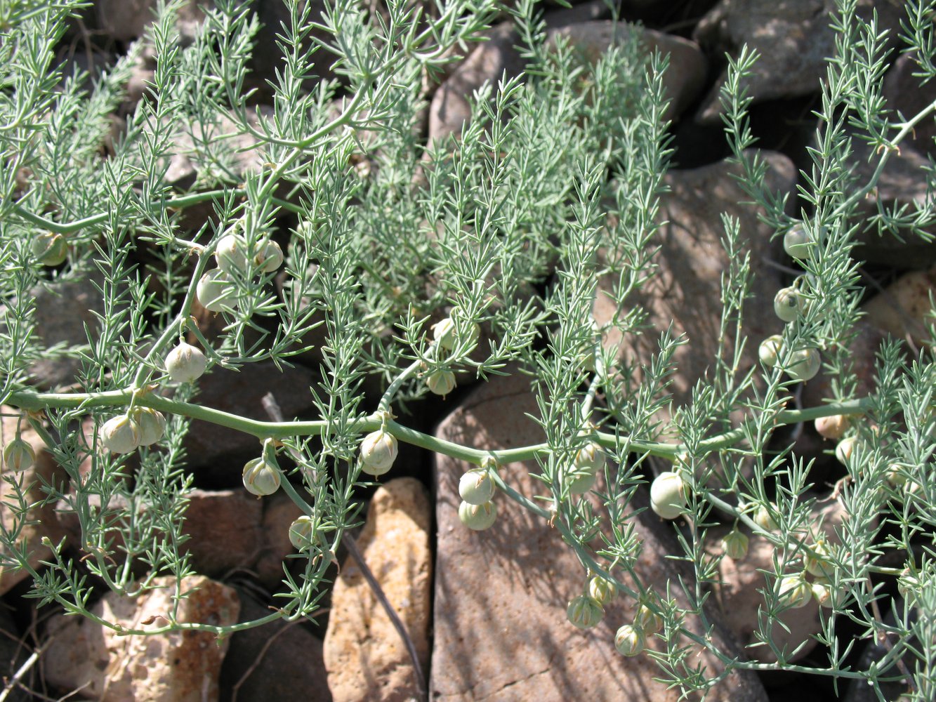 Изображение особи Asparagus brachyphyllus.