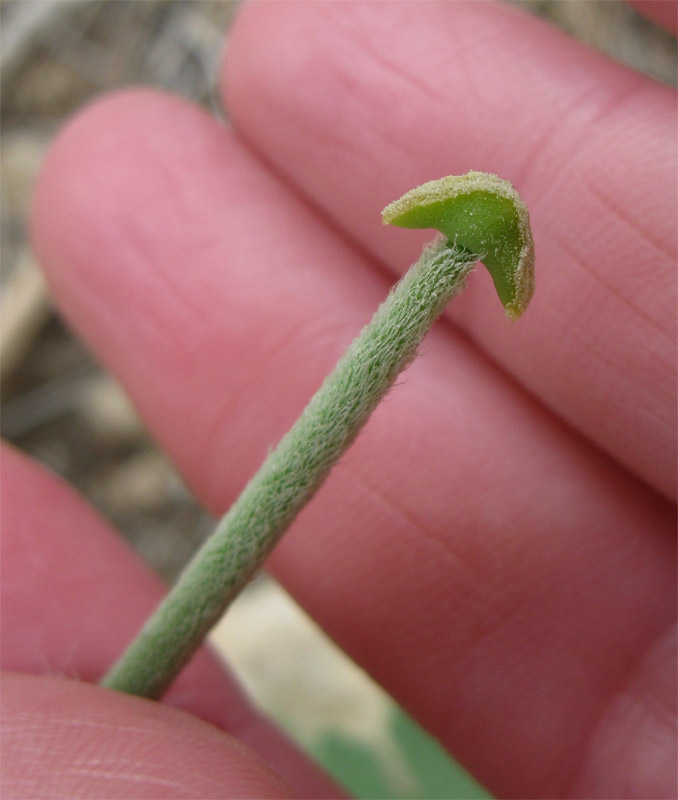 Image of genus Glaucium specimen.