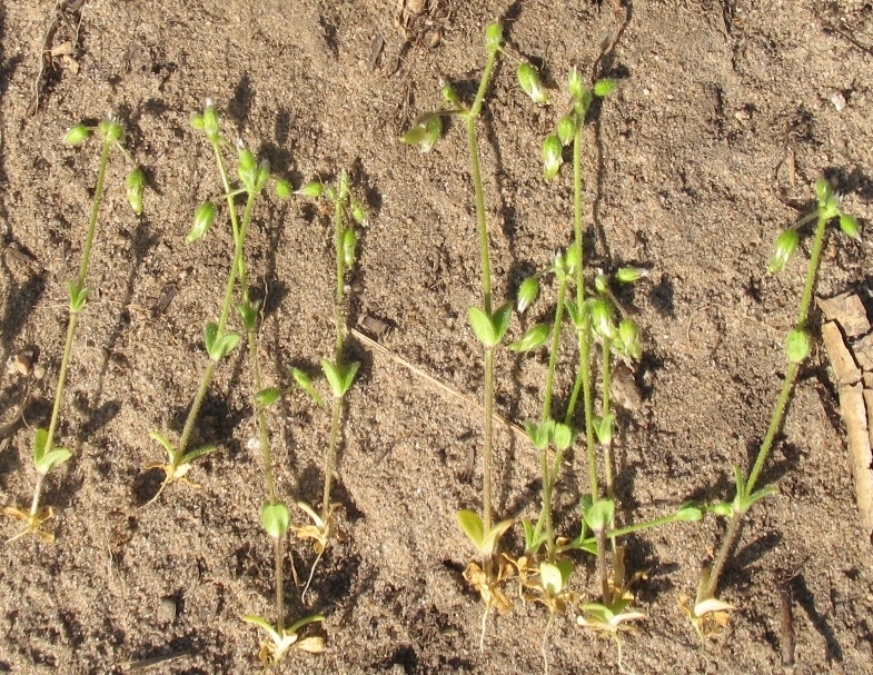 Image of Cerastium semidecandrum specimen.