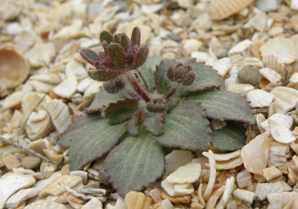 Image of Androsace maxima specimen.