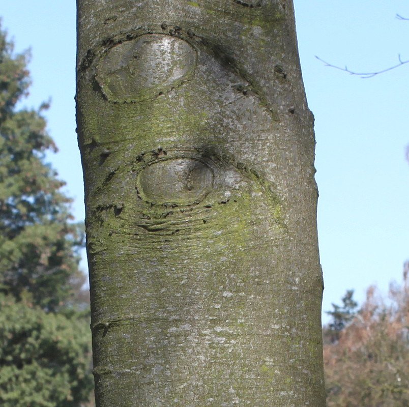 Image of Fagus sylvatica specimen.