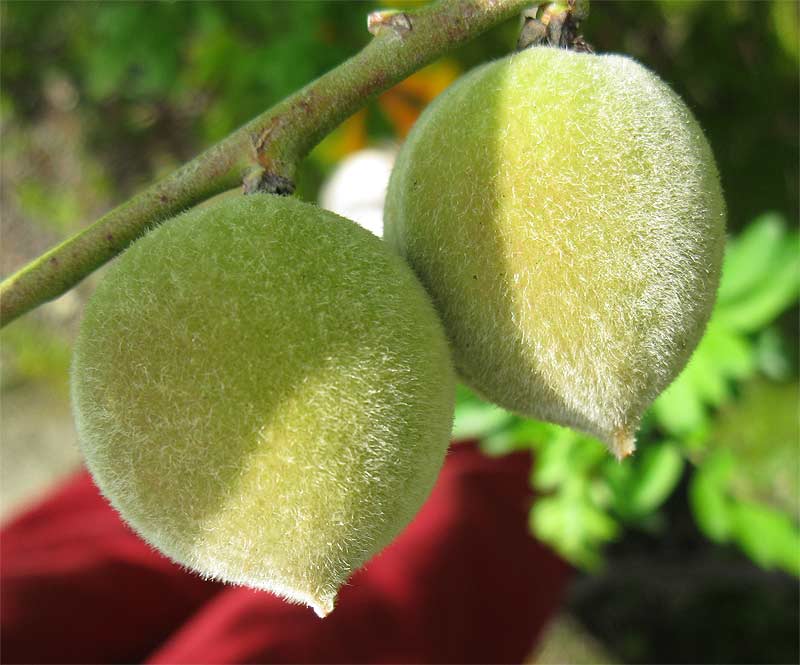 Изображение особи Persica vulgaris.