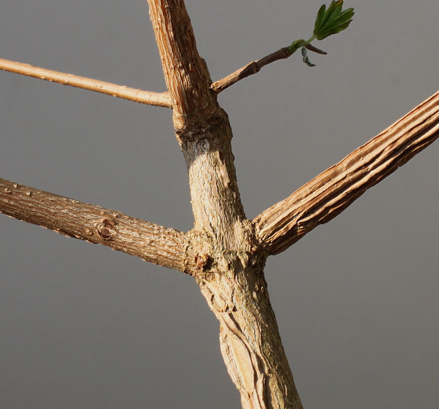 Image of Acer campestre specimen.