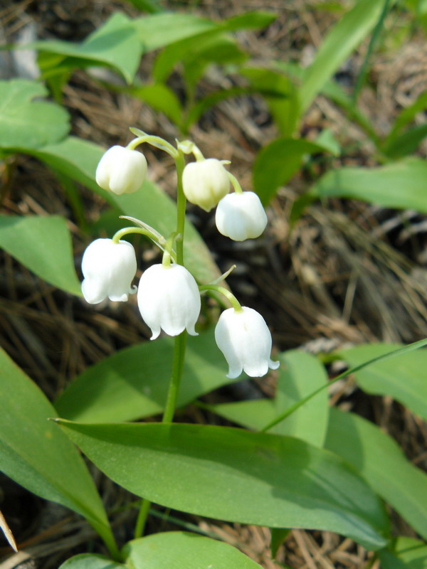 Image of Convallaria majalis specimen.