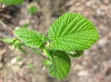 Corylus avellana. Верхушка ветки с молодыми листьями. Ставропольский край, г. Кисловодск, Курортный парк верхний. 08.04.2013.