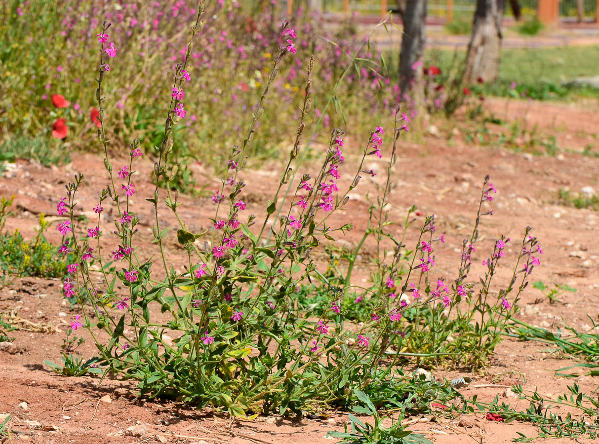 Image of Silene palaestina specimen.