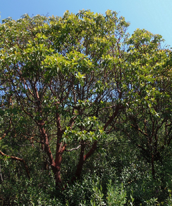 Image of Arbutus andrachne specimen.