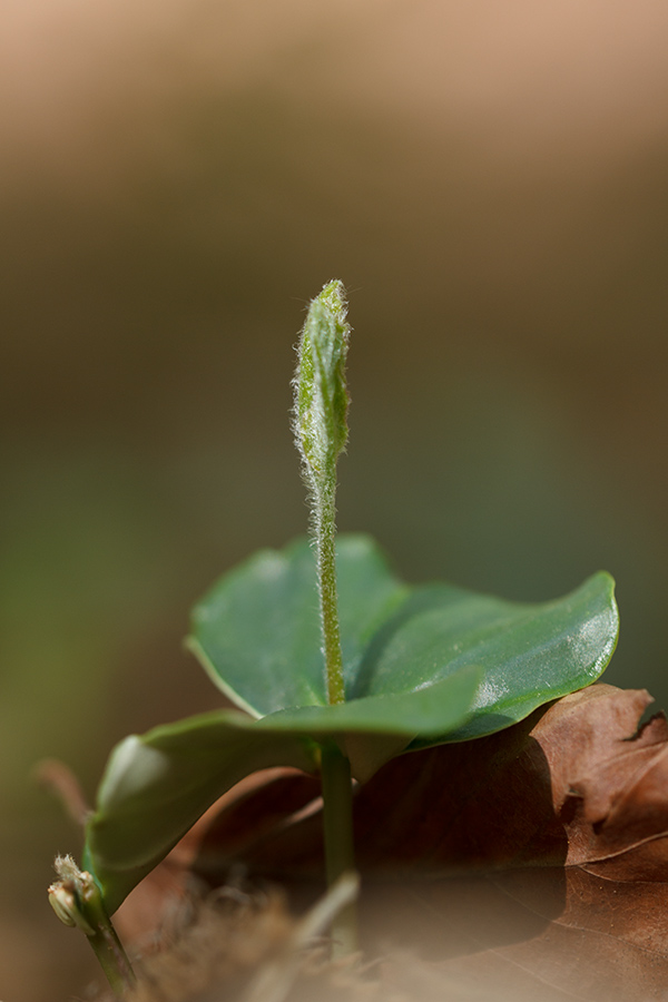 Image of Fagus &times; taurica specimen.