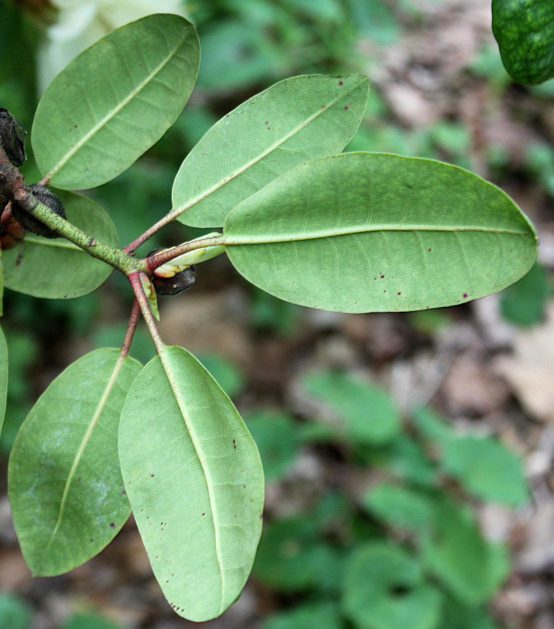Image of Rhododendron wardii specimen.