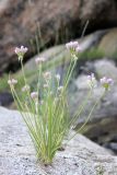 Allium svetlanae