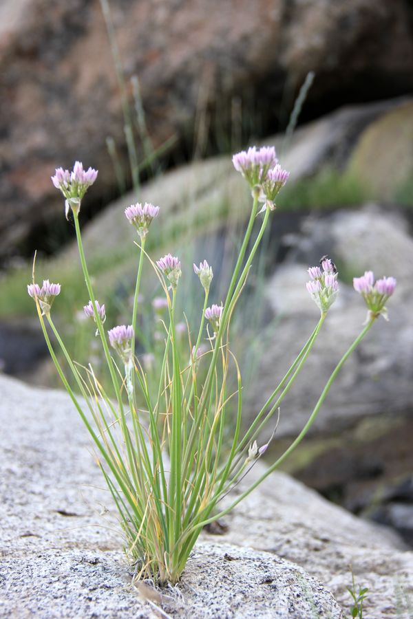 Изображение особи Allium svetlanae.